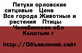 Петухи орловские ситцевые › Цена ­ 1 000 - Все города Животные и растения » Птицы   . Челябинская обл.,Кыштым г.